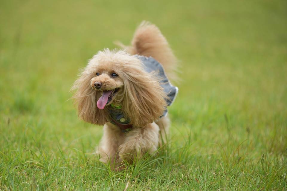 愛犬を呼んだらきてくれる「おいで」のしつけ方 | 犬晴れ ～犬との幸せ 